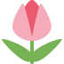 :tulip: :tulip: